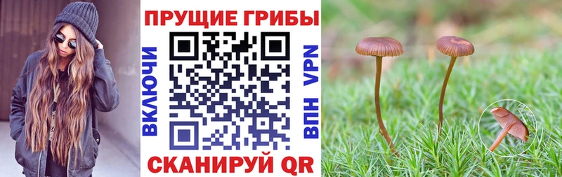 Псилоцибиновые грибы ЛСД  ОМГ ОМГ ССЫЛКА  Салаир 