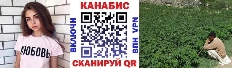 Конопля сатива  как найти   Салаир 